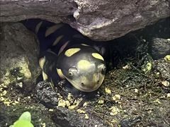 -上海大自然野生昆虫馆(东方明珠·爬宠昆虫探索中心)