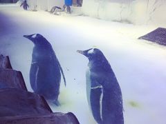 -芜湖新华联大白鲸海洋公园