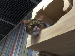 -小时光咖啡馆(开森度假森林店)
