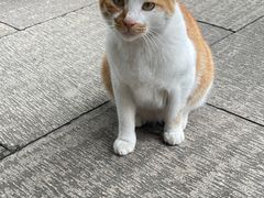 -西园寺素食(西园弄戒幢律寺店)