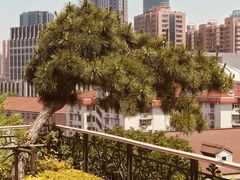 -大可堂普洱茶馆(襄阳南路馆)