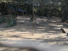 -西双版纳傣族园