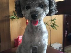 -惠康宠物医院(华能路店)