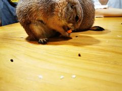 -藦茜花园宠物主题亲子互动体验馆(国顺东路店)