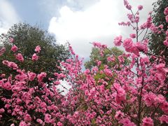 -秀丽东方