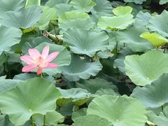 -天鹅湖体育公园