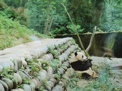-中国大熊猫保护研究中心雅安碧峰峡基地