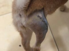 -伟伟宠物医院·CT影像中心·瑞派犬猫综合性门诊(汉口总院)