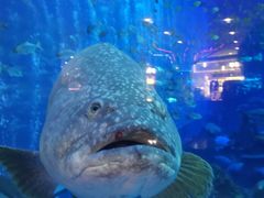 -成都浩海立方海洋公园