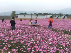 -天适樱花悠乐园
