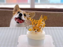 -汪说喵讲宠物乐园宠物酒店(红星美凯龙店)