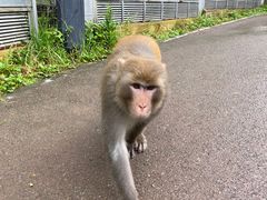 -黔灵山公园