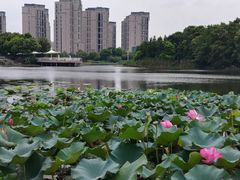 -新江湾城公园