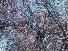 -桃花堤公园