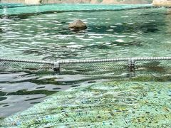 -新加坡水上探险乐园