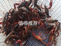 -同銮特种养殖场·龙虾垂钓