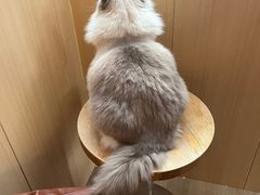 -MOCHA明星猫咖(田子坊店)