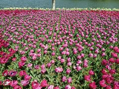 -上海鲜花港