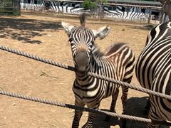 -大连森林动物园