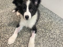 -严国平动物医院(德政总院)