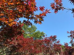 -广州市帽峰山景区