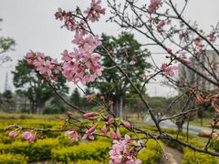 -王借岗森林公园