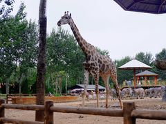 -大连森林动物园