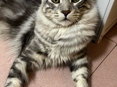 -瑞派·关忠动物医院·猫专科·犬专科(三环新城店)