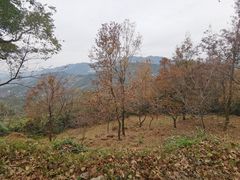 -广州市石门国家森林公园