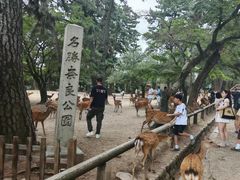 -奈良公园