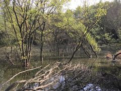 -西湖风景区-江洋畈生态公园