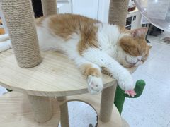 -喵园·猫主题咖啡厅·撸猫·猫咖(国贸店)