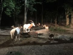 -清迈夜间动物园