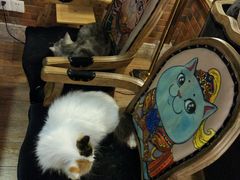 -more than meow吴止猫主题餐厅(承德 中船汇店)