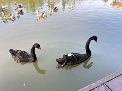 -溱湖国家湿地公园