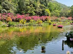 -深圳仙湖植物园