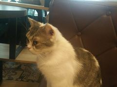 -共舞时光猫咖·狗咖(新街口店)
