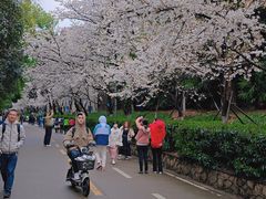 -武汉大学-樱园