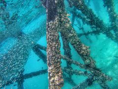 -东姑阿都拉曼海洋公园