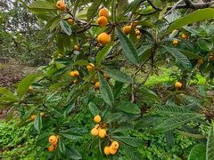 -塘栖枇杷特色园区