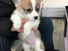 -翊宠yipet猫狗购宠庄园犬舍•猫舍