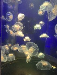 -未来动物城动物主题公园(大悦城店)