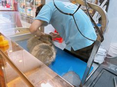 -瑞鹏宠物医院·骨科·猫科·内科(第一中心)