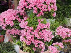 -桂林市花鸟市场
