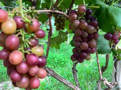 -马陆小张葡萄园农家乐