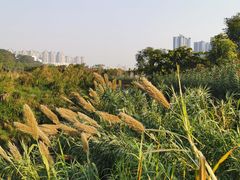 -广西壮族自治区药用植物园