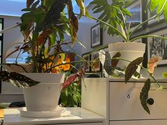 -一尺花园(安和花园店)