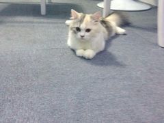 iphone_upload_pic-喵的天空名猫咖啡馆·撸猫·猫舍·用品