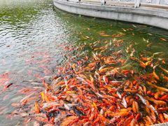 -广东圆玄道观