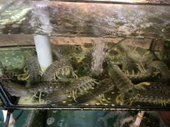 -凯华海鲜火锅·传承三十六年